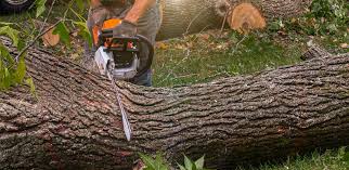Best Firewood Processing and Delivery  in Hagerstown, IN