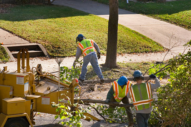 Best Root Management and Removal  in Hagerstown, IN