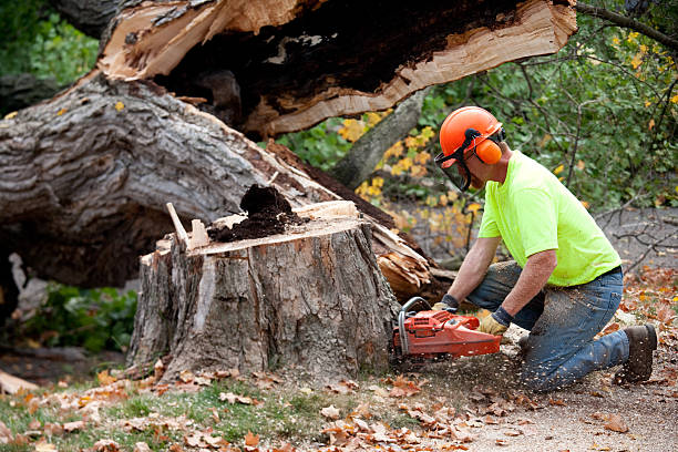  Hagerstown, IN Tree Removal Pros