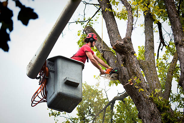 Best Tree Risk Assessment  in Hagerstown, IN