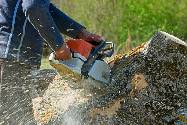 How Our Tree Care Process Works  in  Hagerstown, IN