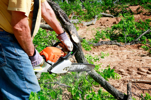 Reliable Hagerstown, IN Tree Removal Solutions